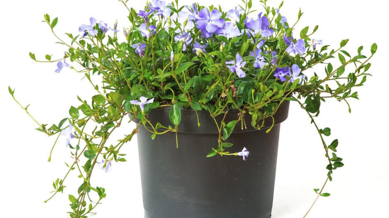 How To Grow Periwinkle In A Pot?