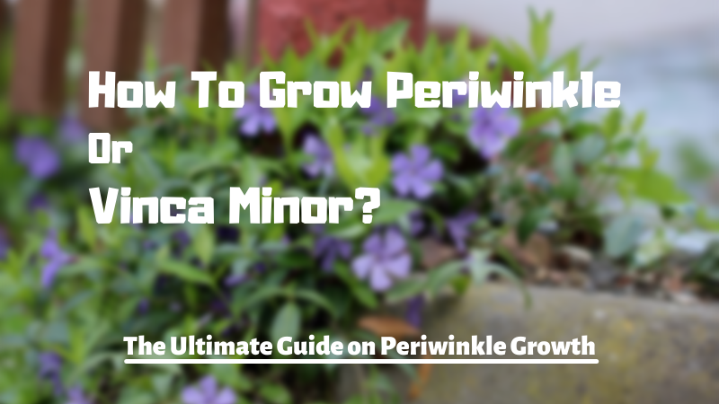 How To Grow Periwinkle or Vinca Minor | The Ultimate Guide