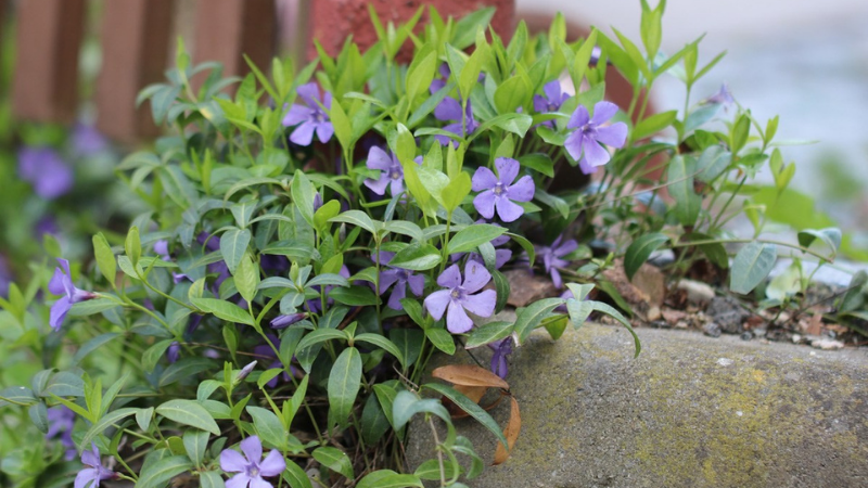 How To Grow Periwinkle