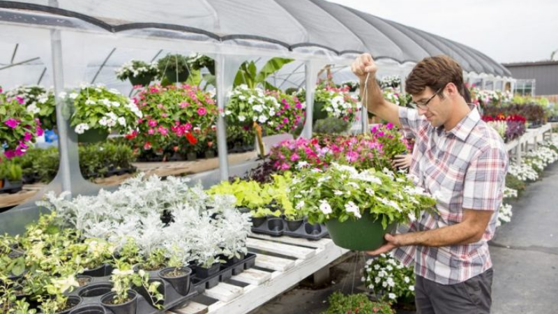 How To Plant Periwinkle Properly?