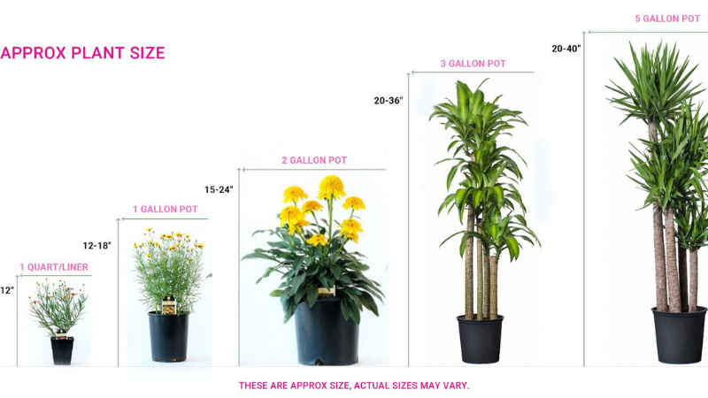 How To Plant Vinca Minor Bare Root?