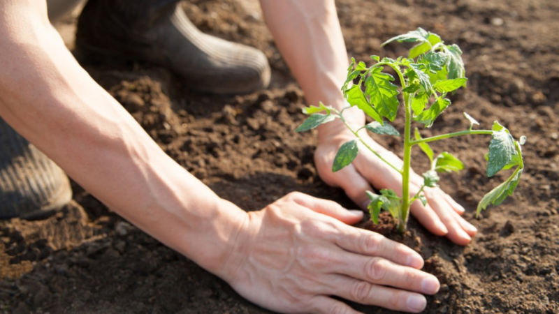 What Is The Ideal Temperature To Transplant Tomato Plants Into The Garden Soil?