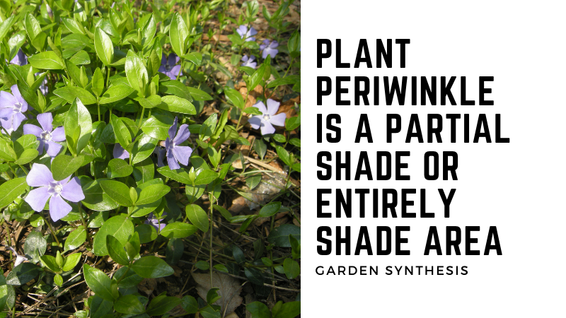Where To Plant Periwinkle Or Vinca Minor