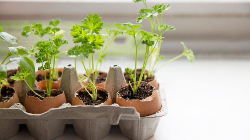 What Is Hardening Off For Tomato Plants