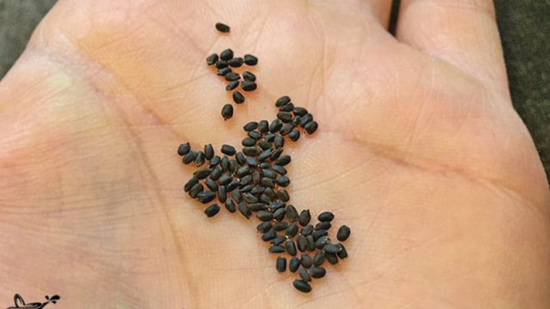 How To Grow Tulsi Plants Outdoors - Sow The Seed