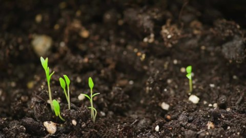 How To Grow Tulsi Plants Outdoors - Repot The Tilsi Germinating Seeds In Outside