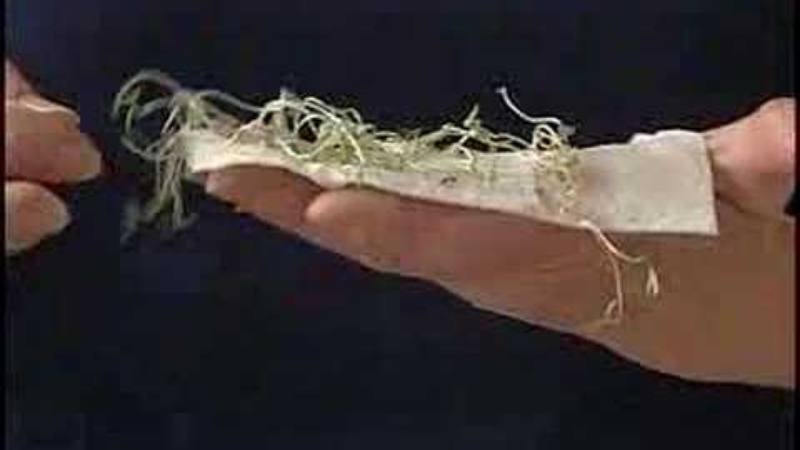 How To Grow Tulsi Plants Outdoors - Tulsi Seed Germination Wrapping With Paper