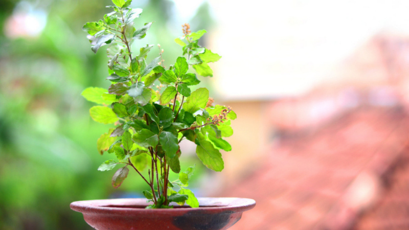 How To Grow Tulsi Plant From Seeds?