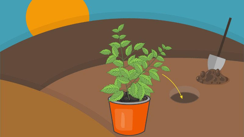 How To Plant Out The Tulsi Plant Perfectly?