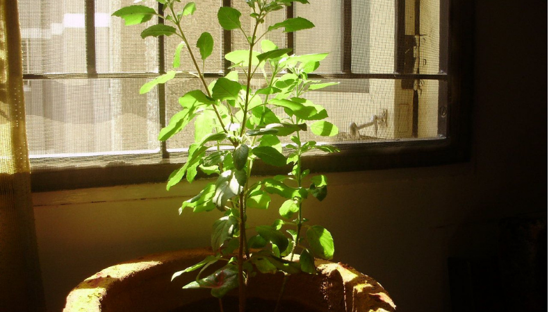 Keep Tulsi Close To The Window