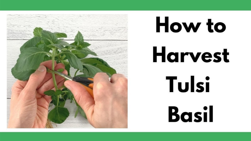 Tulsi Basil Harvesting Instructions