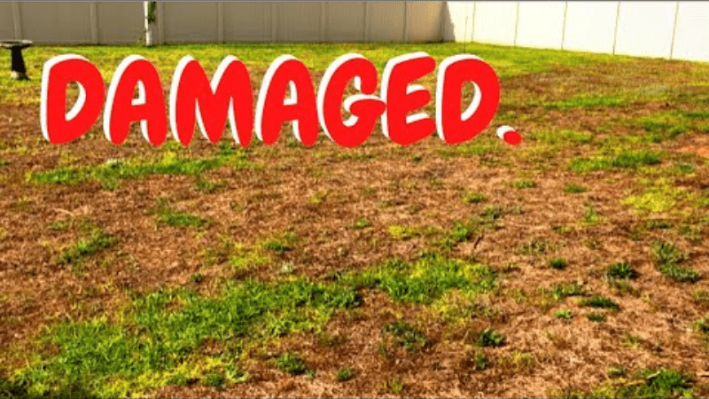 What If You Apply Too Much Weed & Feed?